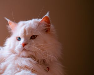 Превью обои кот, питомец, пушистый, милый, гетерохромия