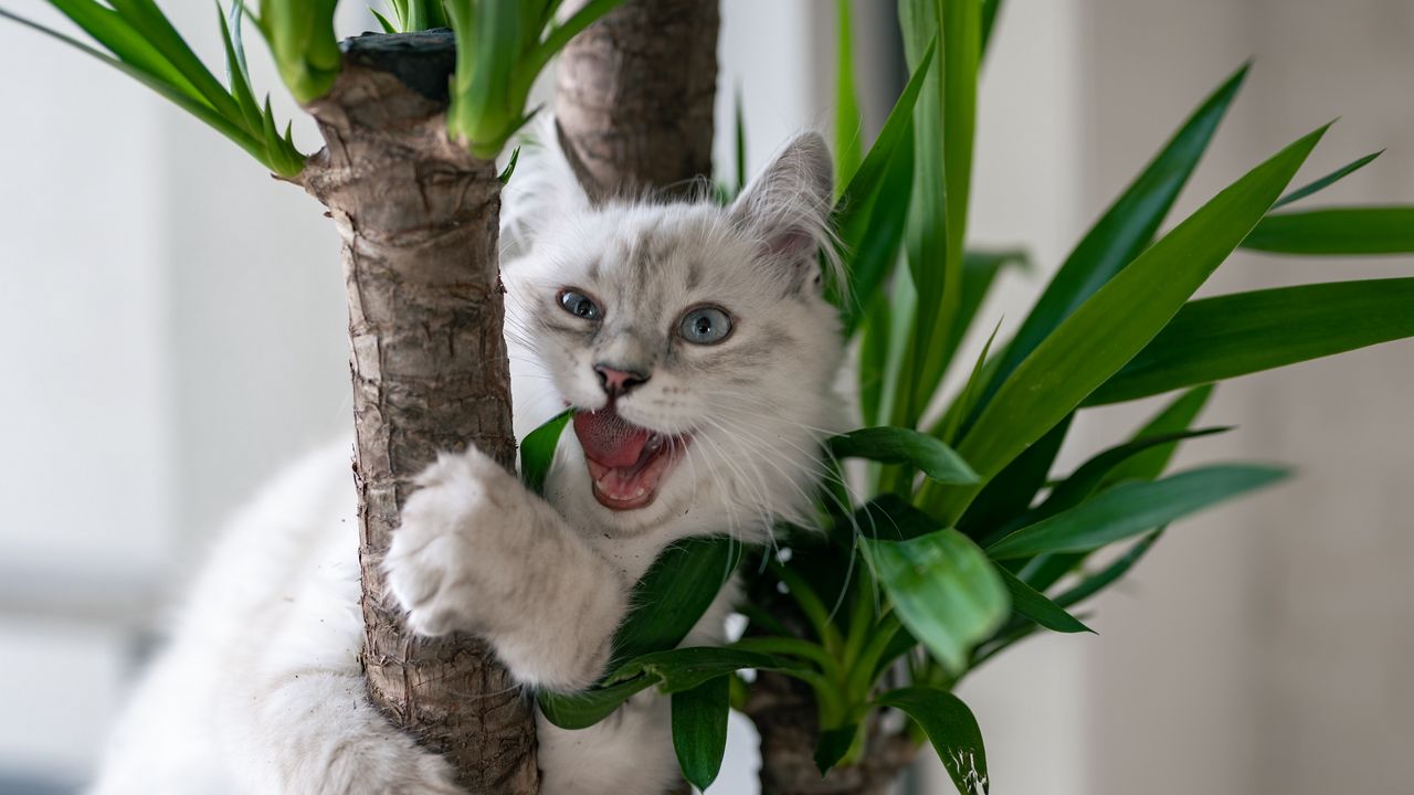 Обои кот, питомец, пушистый, забавный, прикольный, растение