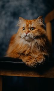 Превью обои кот, питомец, пушистый, животное