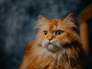 Превью обои кот, питомец, пушистый, животное