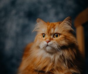 Превью обои кот, питомец, пушистый, животное