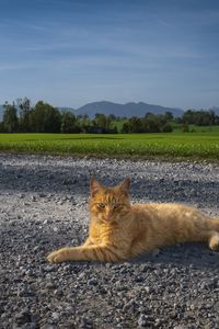 Превью обои кот, питомец, рыжий, дорога