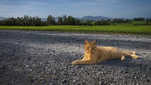 Превью обои кот, питомец, рыжий, дорога