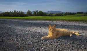 Превью обои кот, питомец, рыжий, дорога
