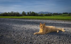 Превью обои кот, питомец, рыжий, дорога