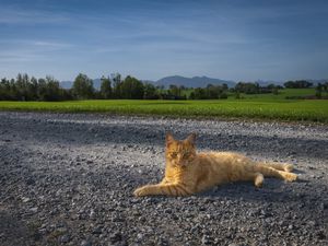 Превью обои кот, питомец, рыжий, дорога