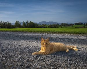 Превью обои кот, питомец, рыжий, дорога