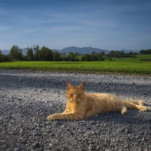 Превью обои кот, питомец, рыжий, дорога