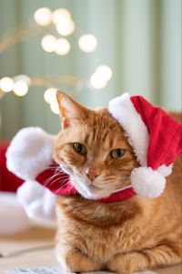 Превью обои кот, питомец, шапка, новый год, рождество