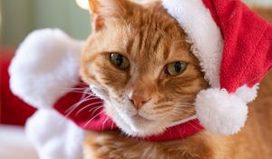 Превью обои кот, питомец, шапка, новый год, рождество