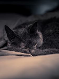 Превью обои кот, питомец, сон, милый, пушистый