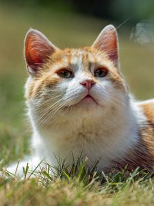 Превью обои кот, питомец, трава, животное