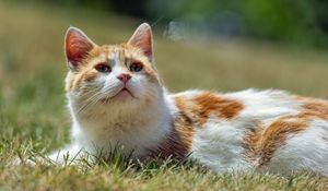 Превью обои кот, питомец, трава, животное