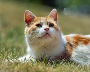 Превью обои кот, питомец, трава, животное