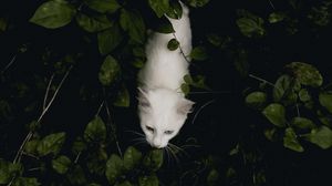 Превью обои кот, питомец, вид сверху, белый, кусты
