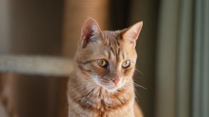 Превью обои кот, питомец, взгляд, рыжий