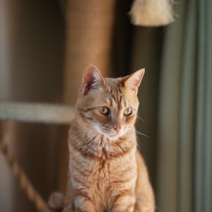 Превью обои кот, питомец, взгляд, рыжий