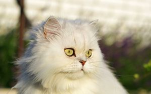 Превью обои кот, питомец, взгляд, пушистый, белый