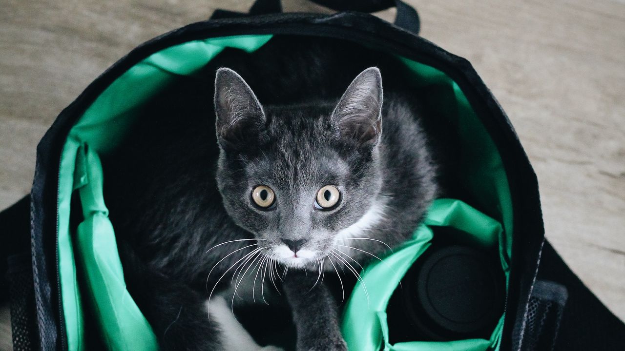 Обои кот, питомец, взгляд, сумка, техника