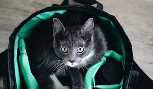 Превью обои кот, питомец, взгляд, сумка, техника