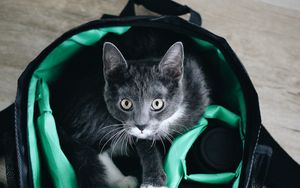 Превью обои кот, питомец, взгляд, сумка, техника