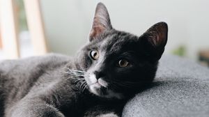Превью обои кот, питомец, взгляд, морда