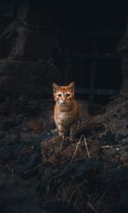 Превью обои кот, питомец, взгляд, рыжий, животное
