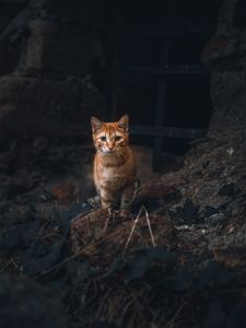 Превью обои кот, питомец, взгляд, рыжий, животное