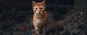 Превью обои кот, питомец, взгляд, рыжий, животное
