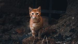Превью обои кот, питомец, взгляд, рыжий, животное