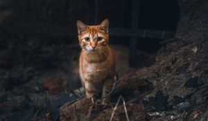 Превью обои кот, питомец, взгляд, рыжий, животное