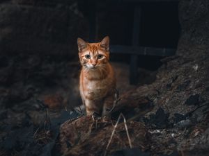Превью обои кот, питомец, взгляд, рыжий, животное