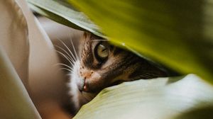 Превью обои кот, питомец, взгляд, растение, листья