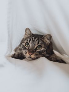 Превью обои кот, питомец, взгляд, глаза, белый