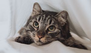 Превью обои кот, питомец, взгляд, глаза, белый