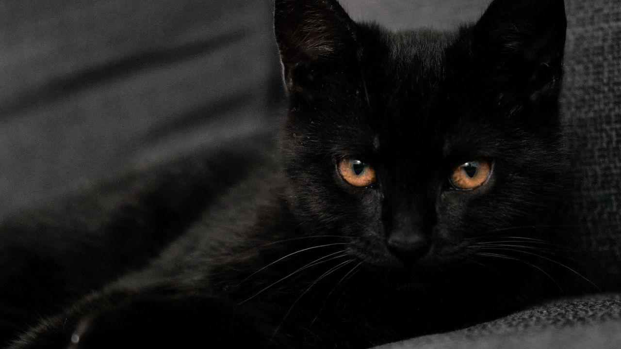 Обои кот, питомец, взгляд, черный