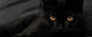 Превью обои кот, питомец, взгляд, черный