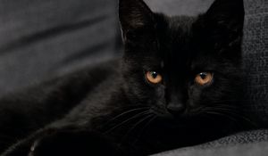 Превью обои кот, питомец, взгляд, черный
