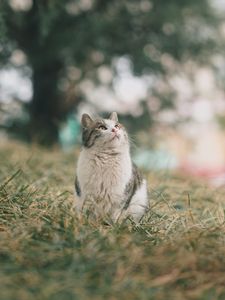 Превью обои кот, питомец, взгляд, пушистый, трава
