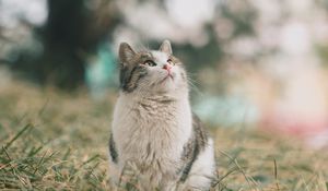 Превью обои кот, питомец, взгляд, пушистый, трава
