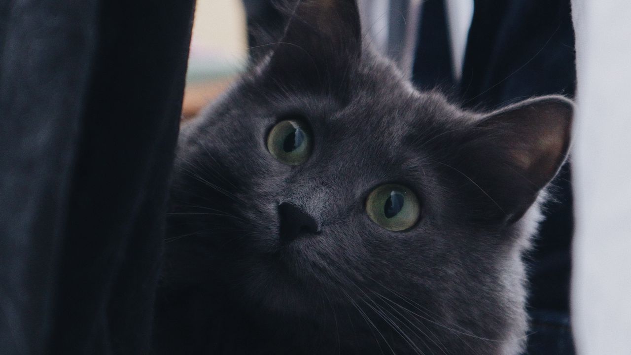 Обои кот, питомец, взгляд, пушистый, серый