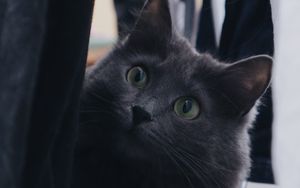 Превью обои кот, питомец, взгляд, пушистый, серый