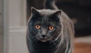 Превью обои кот, питомец, взгляд, серый