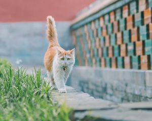 Превью обои кот, питомец, взгляд, грусть, милый