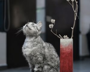 Превью обои кот, питомец, взгляд, свечи, милый