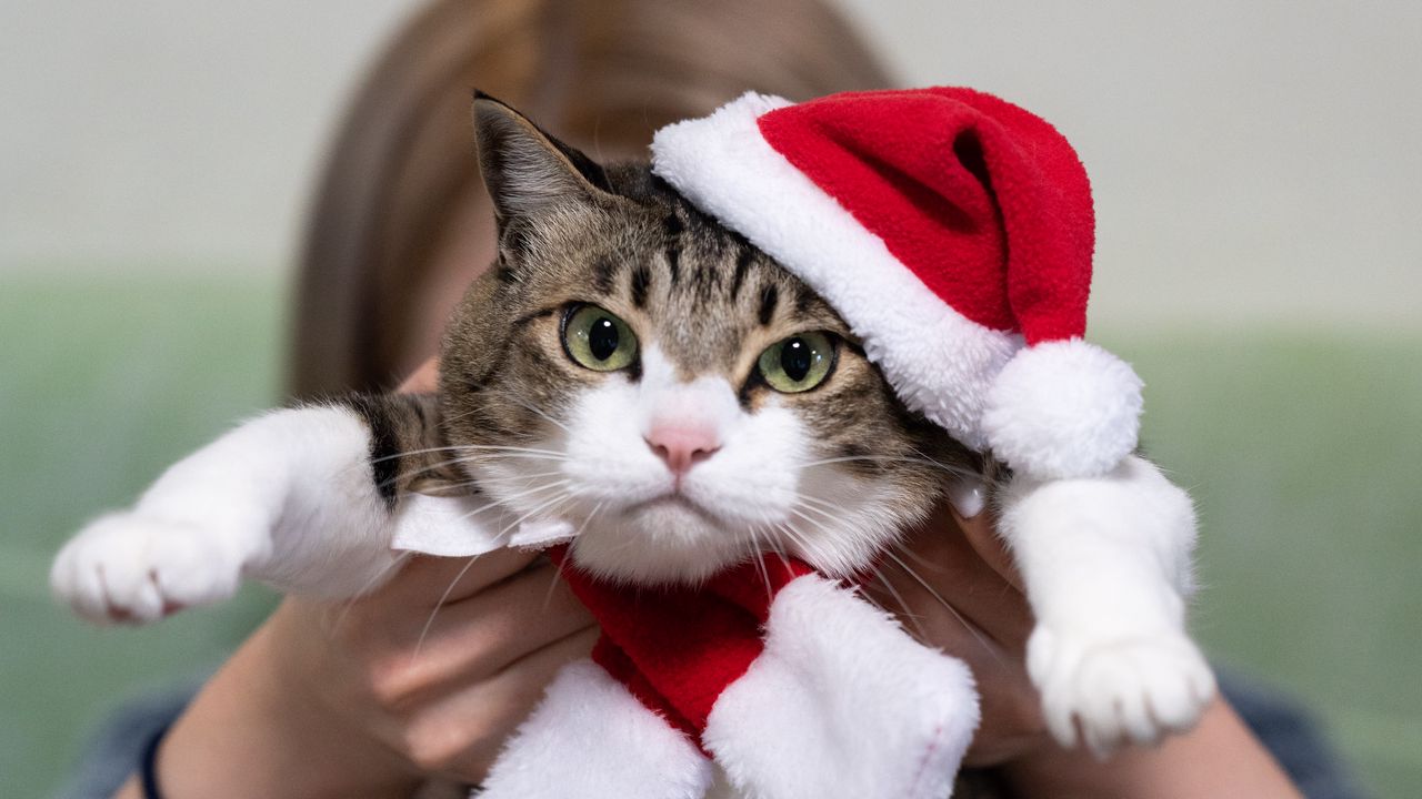 Обои кот, питомец, взгляд, шапка, новый год, рождество