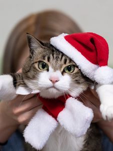 Превью обои кот, питомец, взгляд, шапка, новый год, рождество