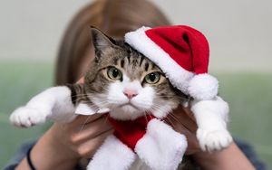 Превью обои кот, питомец, взгляд, шапка, новый год, рождество