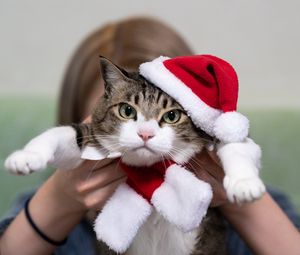 Превью обои кот, питомец, взгляд, шапка, новый год, рождество