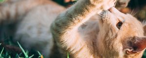 Превью обои кот, питомец, забавный